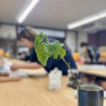 大学附属認定子ども園　藍染体験（2026.6.19）